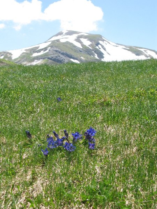 Mt. Cusna with gentians