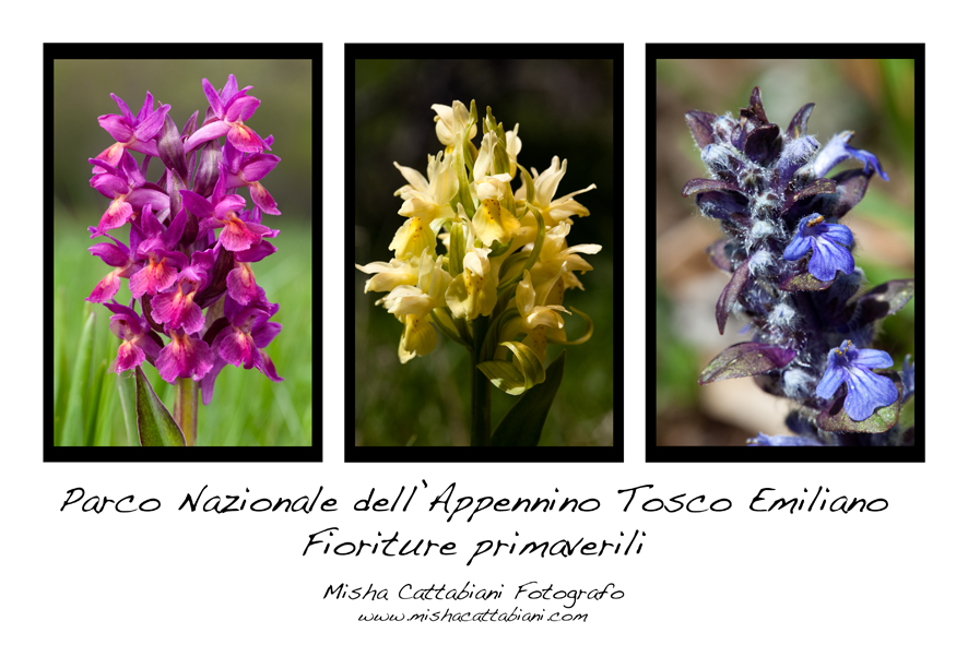 Flower triptych Appennino Tosco Emiliano National Park 