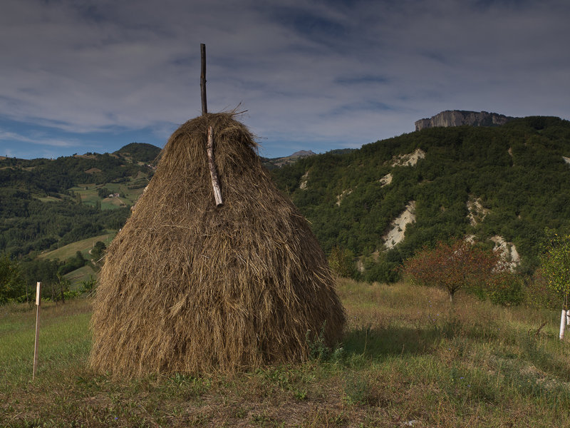 Straw stacks, that is the Giant Pears
