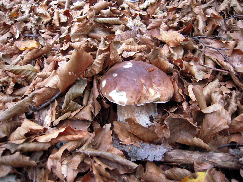 Porcino mushrooms in the warmth