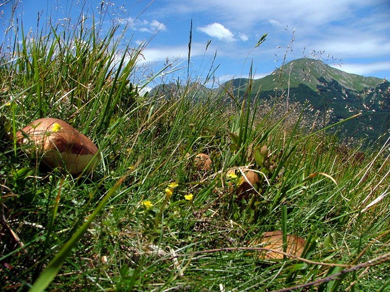 San Giovanni mushrooms