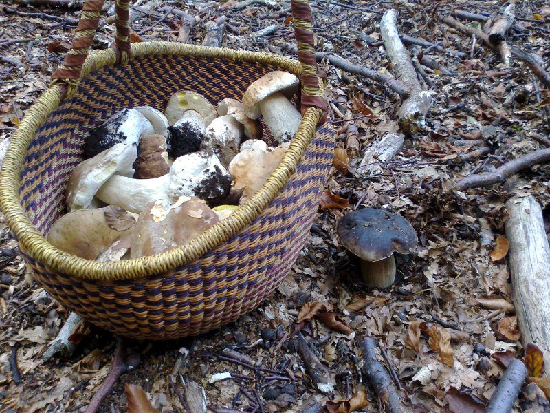Mushroom hunting