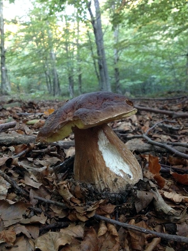 My Mushroom